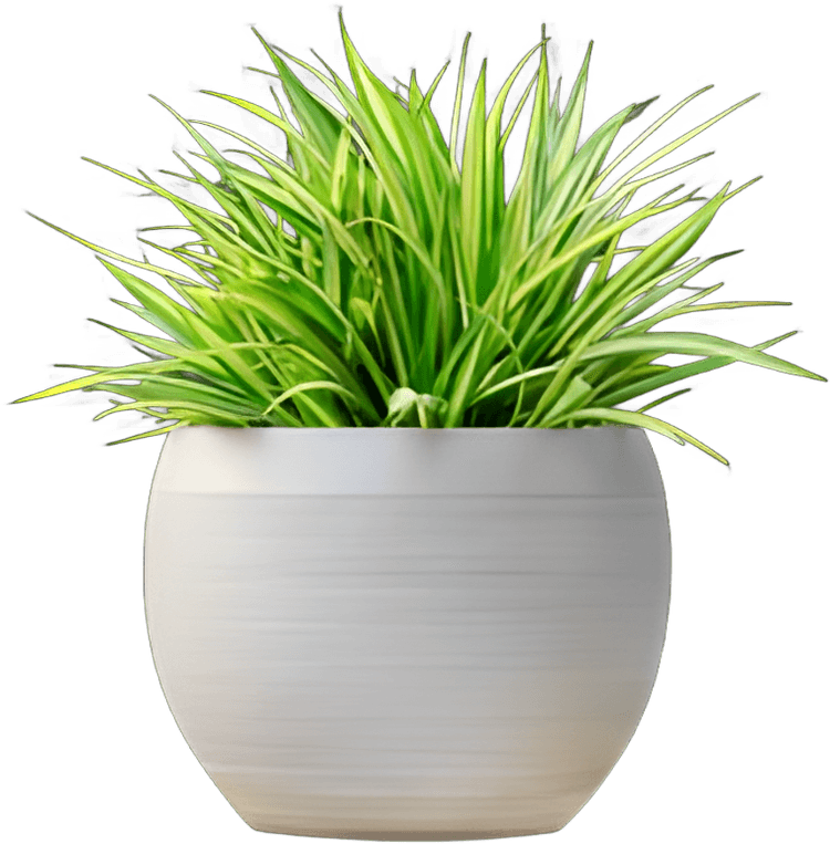 Desk Plant
