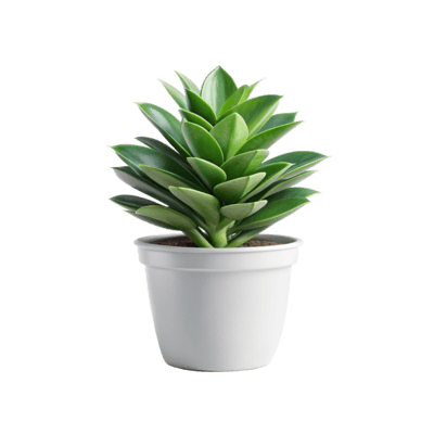 Desk Plant