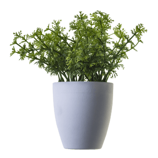 Rehan Plant