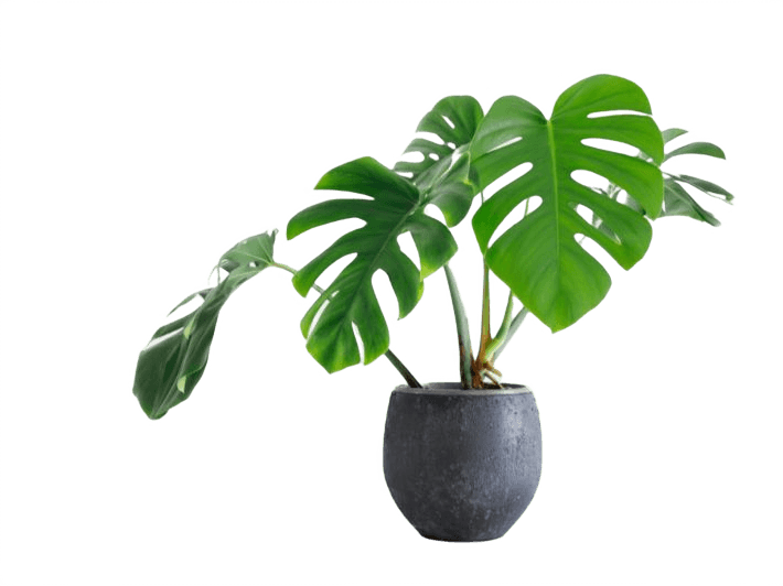 Show Plant