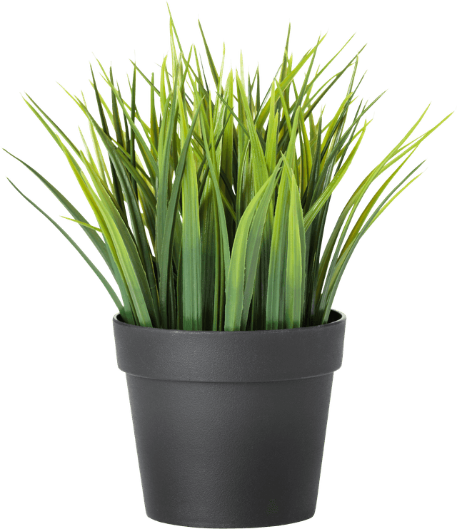 For a small Desk Ai plant