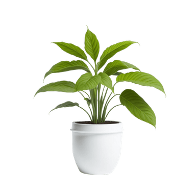 Desk plant