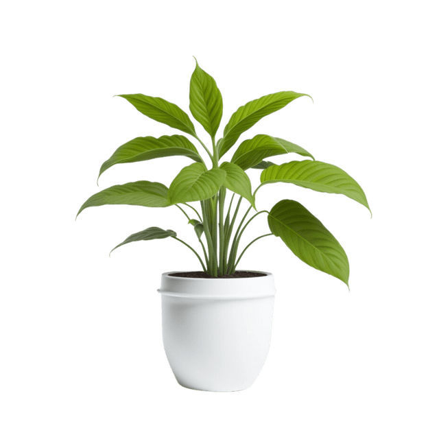 For a small Desk Ai plant